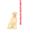 Labrador Retriever Us Flag