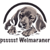 Weimaraner