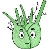 Fennel