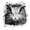 Owl,Graffiti,Painting,Black,Grey