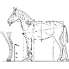 anatomie des Pferdes