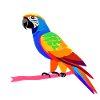 Budgie Bird Propriétaire Bird Cockatiel