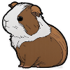 Guinea pig magic