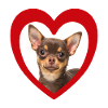 Dog Lovers - Dogs Heart - Chihuahua