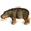 Taped Hippo