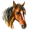 Pferd1