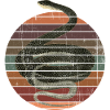 Schlange Schwarznatter Coluber Constrictor