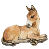 fohlen