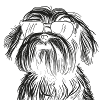 Hund mit Sonnenbrille