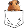 MEERSCHWEINCHEN