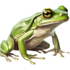laubfrosch - Lebendiges Tier-Design