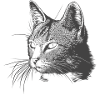 Katze