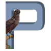 Alphabet, letter P with Parrot