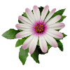 LILA-WEISSE KAPKÖRBCHEN BLUME