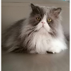 Dream Cat