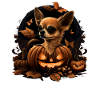 Chihuahua Costume d'Halloween - Citrouille