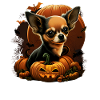 Chihuahua Costume d'Halloween - Citrouille