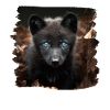 Wolves realistic wolf