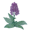 orchidée danoise