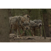 Wolves.