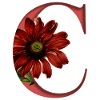 Alphabet, letter C, Echinacea
