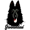 Belgian Shepherd Groenendael
