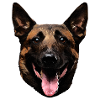 Malinois