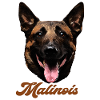 Belgian shepherd Malinois