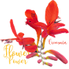 Crocosmia