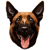 Belgian Malinois Shepherd