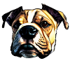 Staffordshire bull terrier