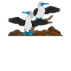 blue-footed booby