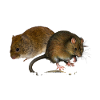Retro muskrat
