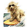 Maremmano Abruzzese Berger Allemand Surfeur