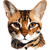 Bengal Cat