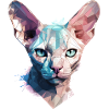 Sphynx Cat