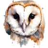 Barn Owl