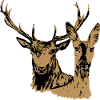 Deer and doe
