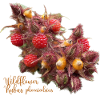 Rubus