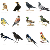 American Australian bird species