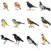 Native bird species Germany