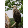White-tailed eagle.