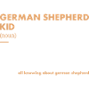 Berger allemand Kid Définition