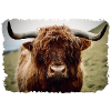 Highland cattle