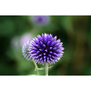 Fleur bleue.