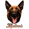Malinois
