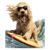 Maremmano Abruzzese Berger Allemand Surfeur