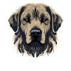 Kangal Dog Dog Breed Face