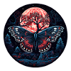Insect moth butterfly at night