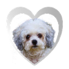 Dog lovers - Dogs Heart - Bolonka